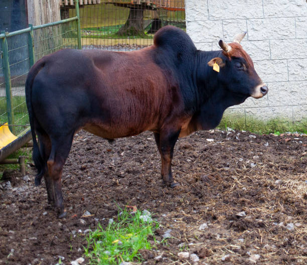 istock Head of bull 1286205468