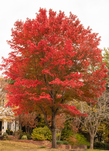 Brilliant red autumn tree in traditonal neighborhood near two story landscaped house with flowers on the porch