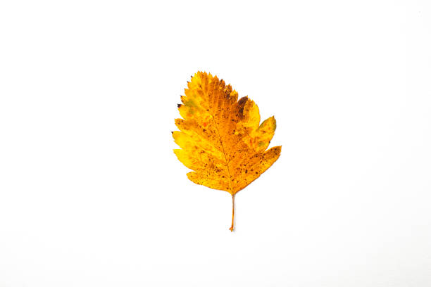 istock autumn leaf on a white background, top view 1286206224