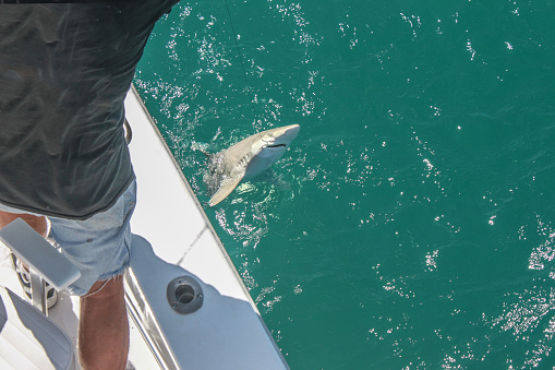 Catching sharks - fisherman in cut-off jeans shorts standing on the deck of a boat pulls a small shark out of the water with a hook in his mouth