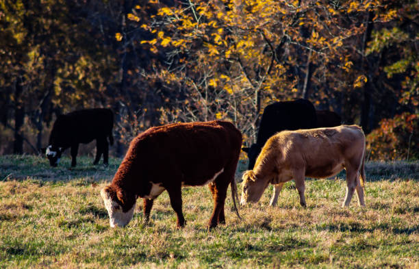 bétail broutant dans la lumière du soleil sur l’herbe et les arbres d’automne - oklahoma agriculture landscape nature photos et images de collection