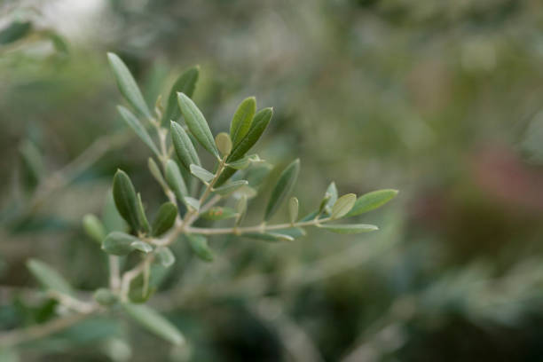 istock Leaves of Olive Tree 1286210415