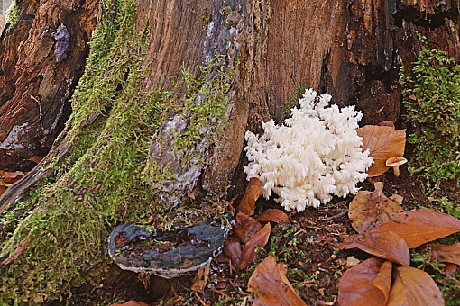 close up of tree fungus at a trunk overgrown with moss