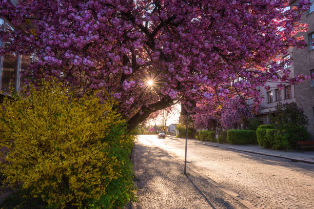 vieille ville confortable européenne pendant la fleur japonaise de cerisier ou d’arbre de sakura, paysage urbain de source, uzhhorod, ukraine - cherry tree morning sunlight sunny photos et images de collection