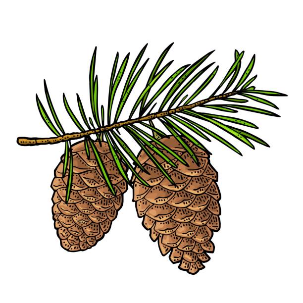 ilustraciones, imágenes clip art, dibujos animados e iconos de stock de cono de pino y rama de abeto. ilustración de grabado negro vintage vectorial. - pine cone