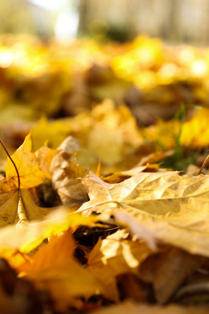 istock background of fallen autumn leaves 1286213733