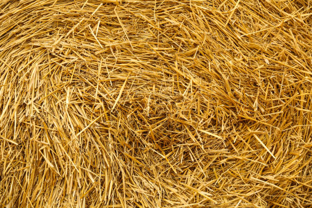 istock background of golden hay 1286213753