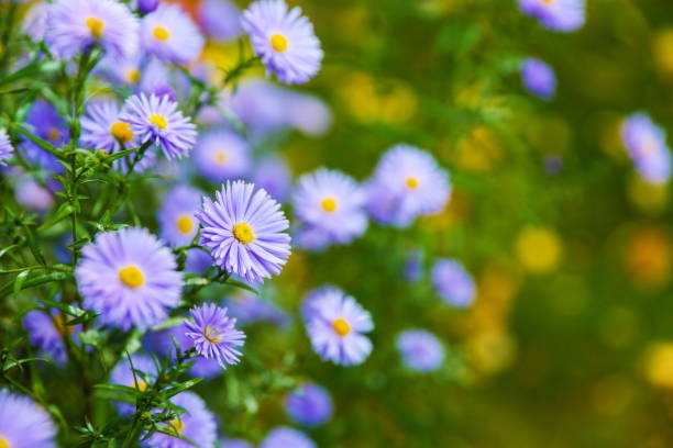 istock new england asters are on green nature background 1286214008