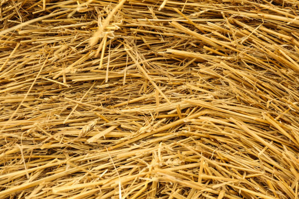 istock background of golden hay 1286214081