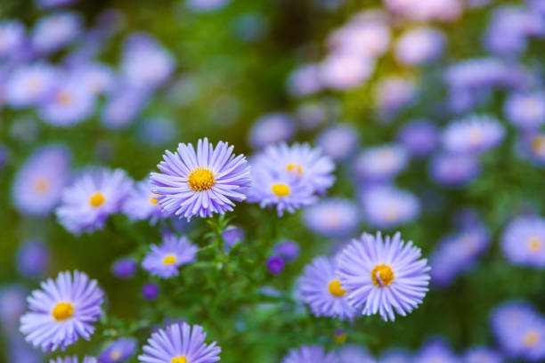 istock new england asters are on green nature background 1286214452