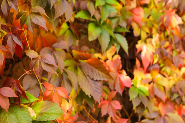 istock background with colorful ivy 1286214459