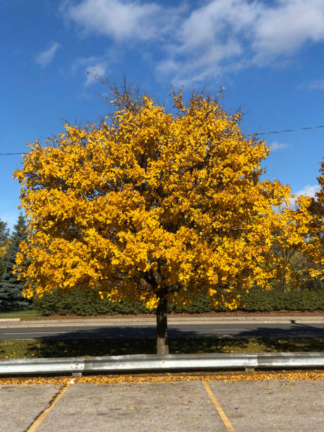 Yellow Tree Country 40+ Yellowtree Stock Photos, Pictures & Royalty-Free Images - iStock