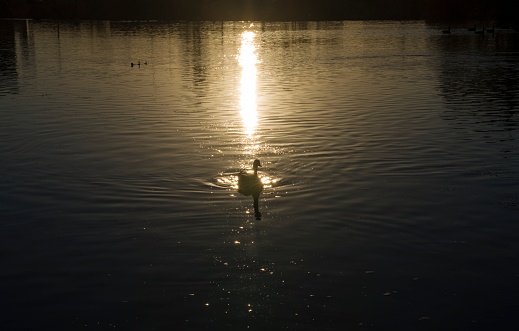 This scenic image shows a duck in calm, sun illuminated body of water, looking straight forward.