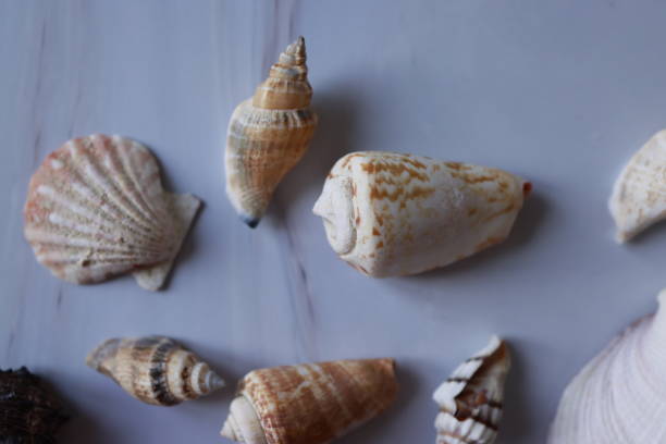 istock Sea Shells in Various Colors and Sizes on Gray Marble Background, Studio shot, Flat lay, Istanbul, Turkey 1286217087
