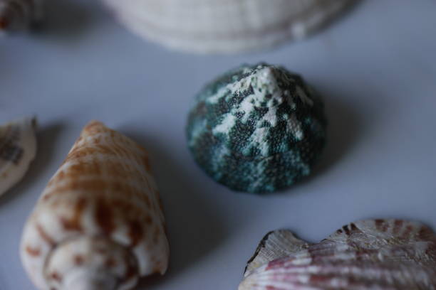 istock Sea Shells in Various Colors and Sizes on Gray Marble Background, Studio shot, Flat lay, Istanbul, Turkey 1286217363