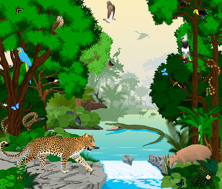 Rainforest River With Animals Vector Illustration Vector Green Tropical  Forest Jungle With Parrots Jaguar Boa Peccary Capybara Osprey Harpy Monkey  Deer Toucan Anaconda And Butterflies Stock Illustration - Download Image  Now - iStock