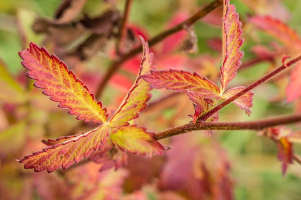istock red leaves on a Bush, autumn background vegetation 1286218344