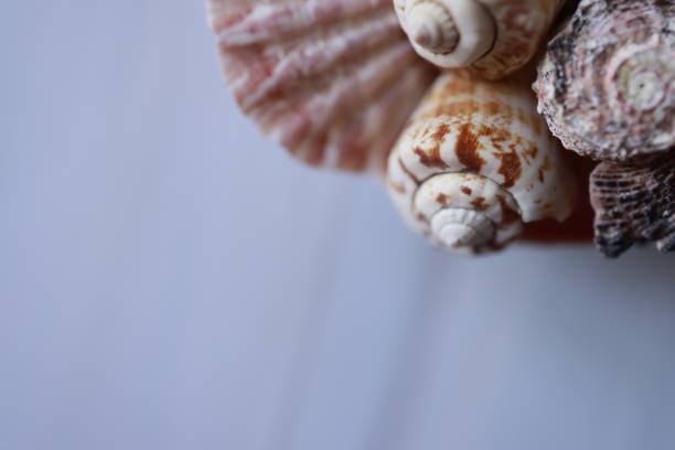 Bright Seashell close-up isolated. Ocean seashell found on the beach in the summer. Different species of clams that range in size, shape.