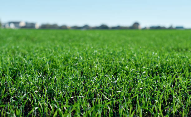 campi verdi in primavera. giovani germogli di colture. primi germogli di primavera, profondità di campo poco profonda. - currency storm finance farm foto e immagini stock