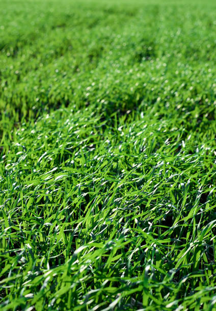 campi verdi in primavera. giovani germogli di colture. primi germogli di primavera, profondità di campo poco profonda. primo piano - currency storm finance farm foto e immagini stock