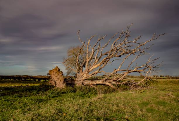 istock Fallen Tree Of Northumberland, England. 1286218986