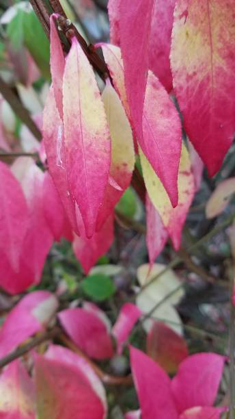istock Beautiful Autumn Leaves 1286219186