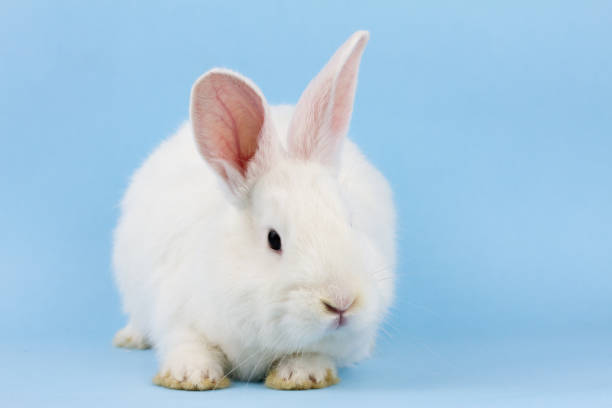 istock a small white fluffy rabbit on a blue background . Easter Bunny on a trendy blue background concept for the Easter holiday, close-up 1286219199