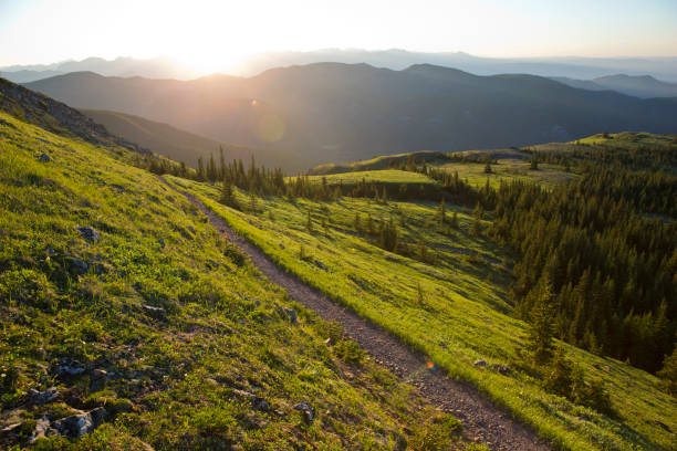 trilha de mountain bike kananaskis country - kananaskis country - fotografias e filmes do acervo