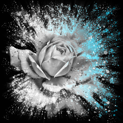 dramatic splash effect single white rose floral art with blue highlights on a black background