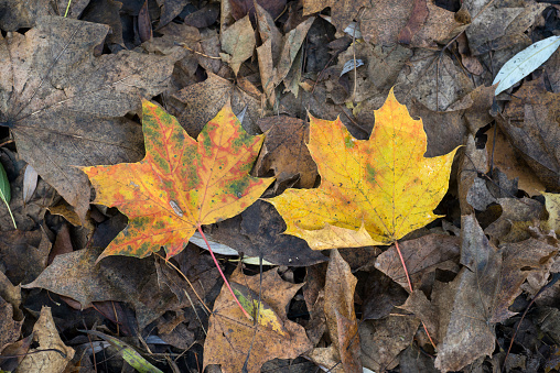 Closeup of tho autumnal maple leaves fallen on the floor in a public garden