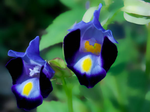 istock Fournier's Torenia 1286222580