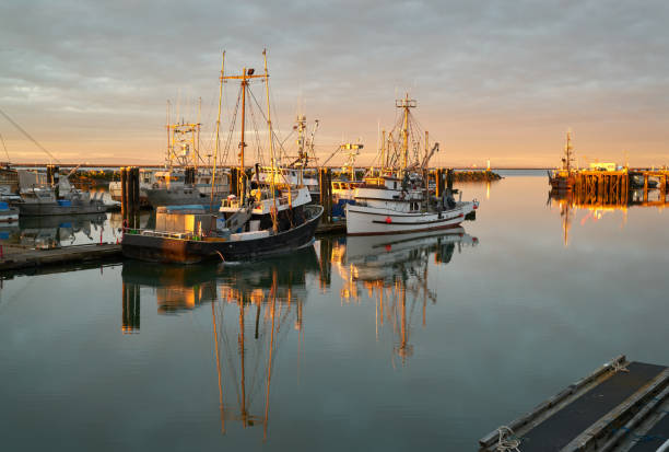 istock Steveston Fishboats at Dawn 1286222838