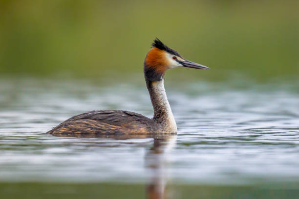 Great Crested Grebe waterfowl Great Crested Grebe (Podiceps cristatus) water bird swimming in water of lake and looking to side great crested grebe stock pictures, royalty-free photos & images
