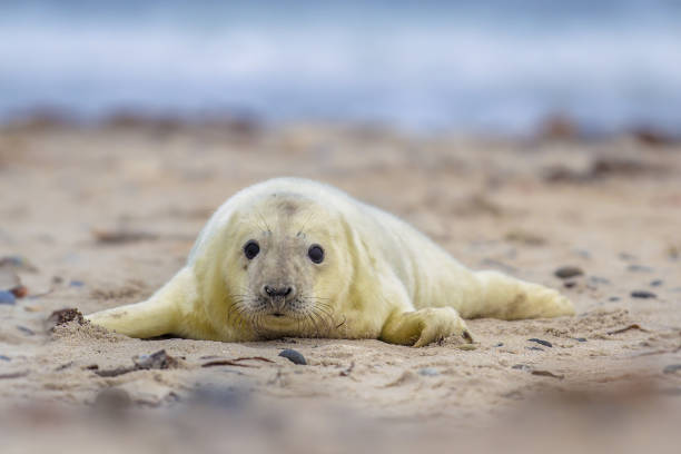 istock Grey seal pup on beach 1286225008
