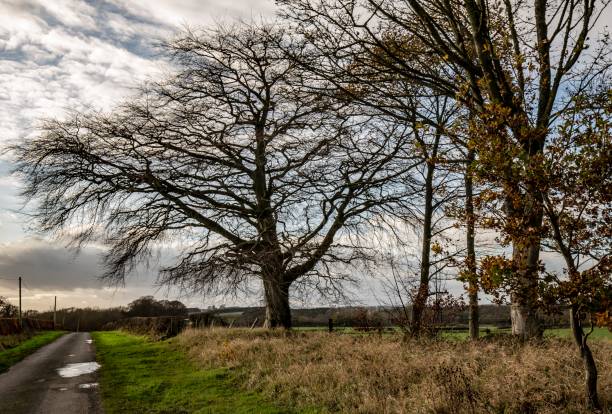 istock Twizel Bridge: Northumberland, England. 1286225588