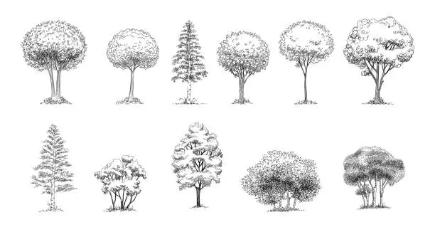 Vector illustration of Tree Sketch : Set of hand drawn architect trees. Sketch Architectural illustration landscape