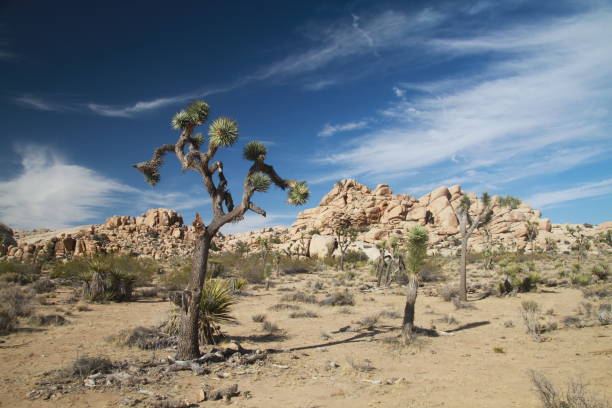 istock Joshua Tree National Park California 1286226522