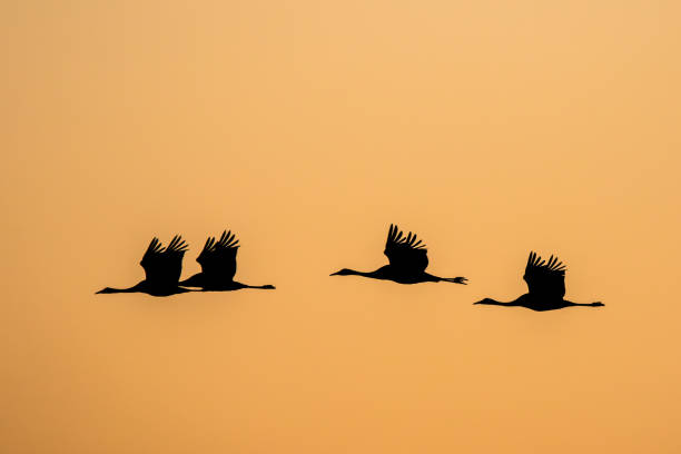 istock Group of  common cranes 1286226602
