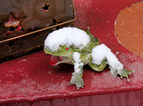 Frozen - Plastic toy croaking frog covered with ice on red icy cement next to metal luminaria