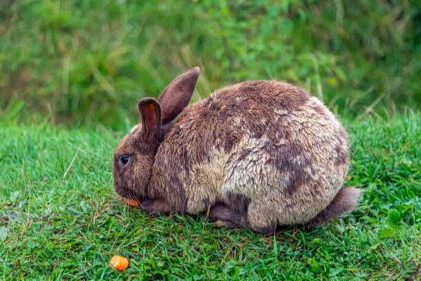 istock One brown rabbit sitting in grass and feeds on carrots 1286227936