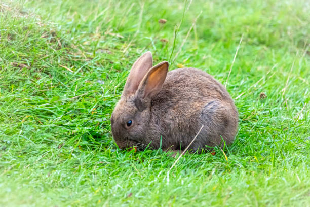istock One brown rabbit sitting in grass and feeds on carrots 1286227937