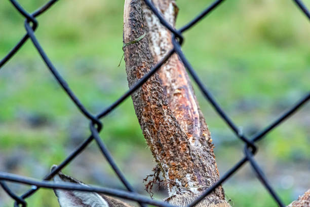 istock Deer horns close up before dropping antlers 1286227943