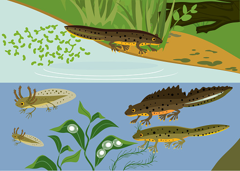 Newt life cycle in pond. Sequence of stages of development of crested newt from egg to adul animal in natural habitat