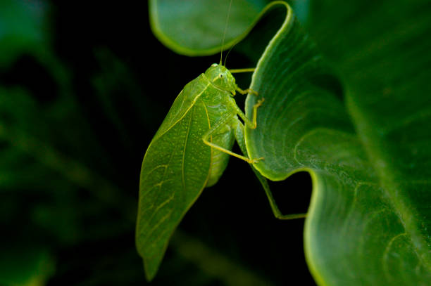 istock Green Katydid grasshopper on a dark green leaf in the garden. 1286229864