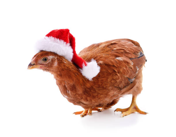 istock Chicken in a Christmas hat. 1286230144