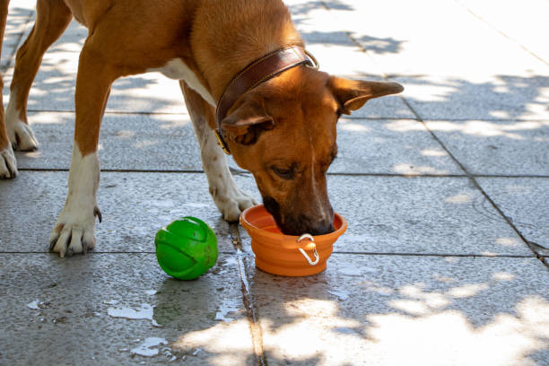istock Cute dog after the game 1286231036