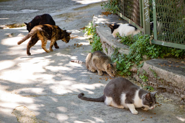 istock Frame of cutes cat outdoor 1286231719