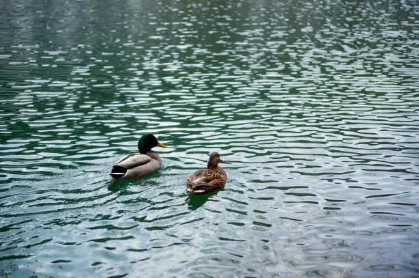 Photo of Ducks