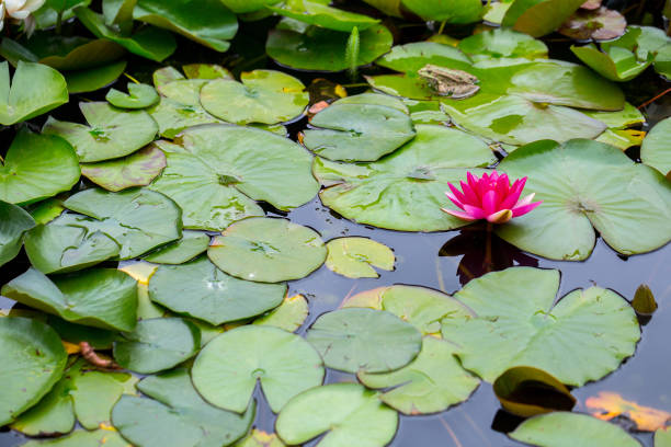 マゼンタのスイレンやニンフェアは、庭の装飾的な池で東洋的なスタイルで。 - frog lily pond water ストックフォトと画像