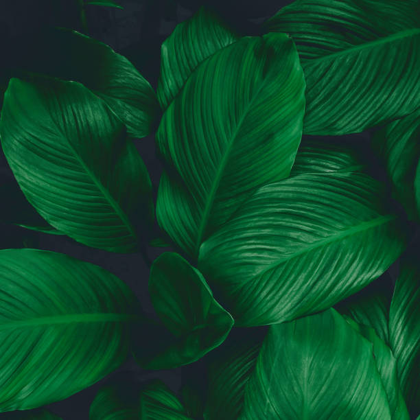 istock tropical leaves, abstract green leaves texture, nature background 1286233425